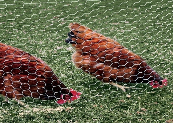 0.5-2m 닭 철망사 그물세공, 6각형 가금류 철망사
